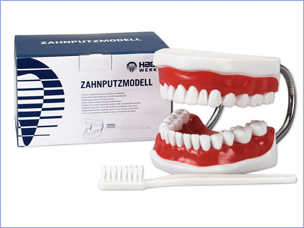 Toothbrushing Model