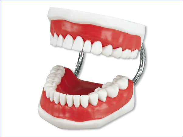 Toothbrushing Model
